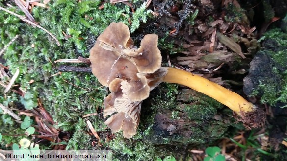 Cantharellus tubaeformis