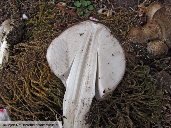 Coprinopsis romagnesiana