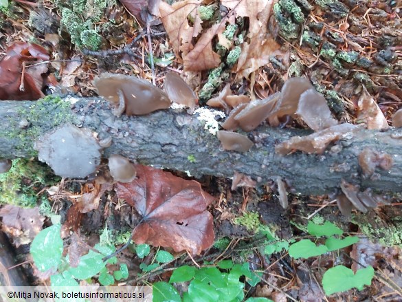 Auricularia auricula-judae