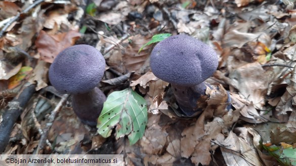 Cortinarius violaceus