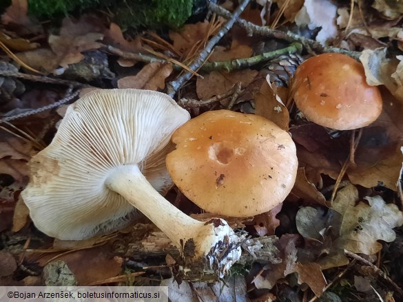 Leucocortinarius bulbiger