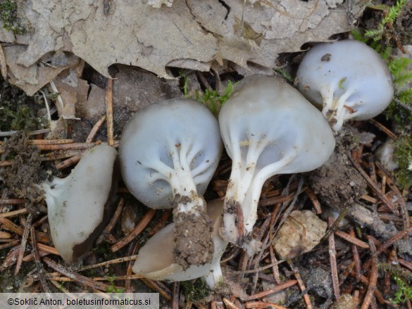 Helvella confusa