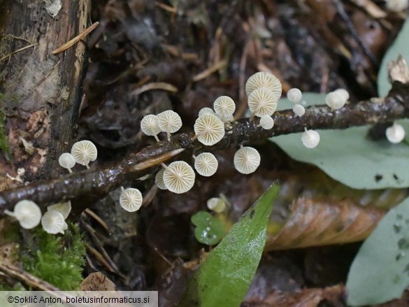 Collybiopsis ramealis