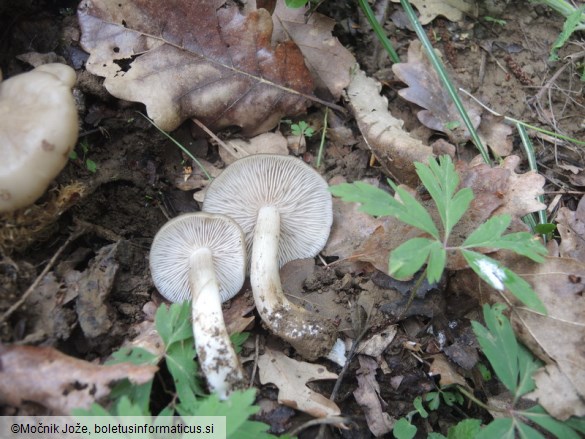 Entoloma clypeatum