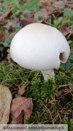 Agaricus campestris