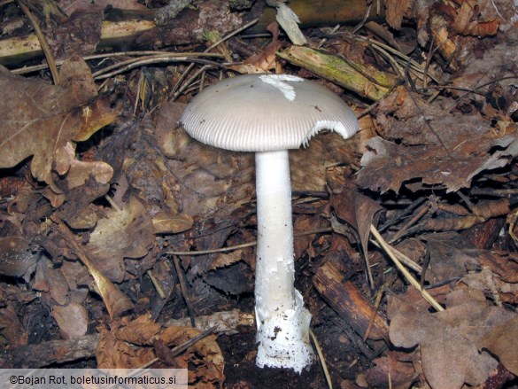 Amanita mairei