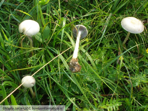 Stropharia semiglobata