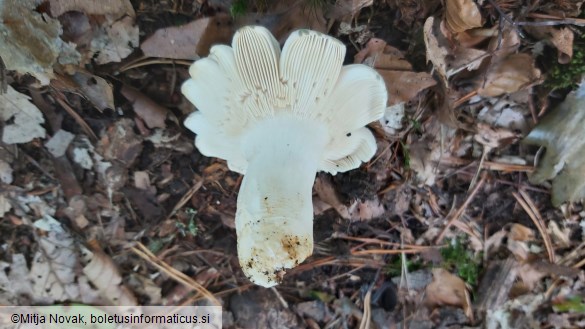 Russula virescens