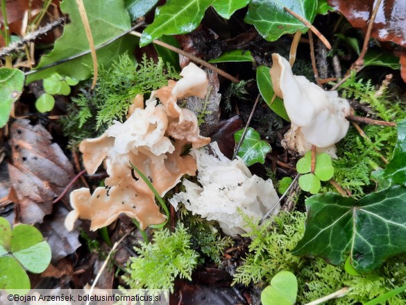 Helvella crispa