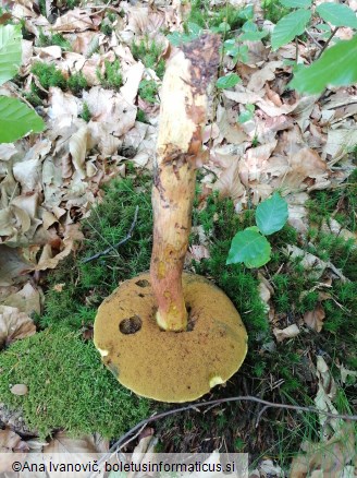 Neoboletus luridiformis