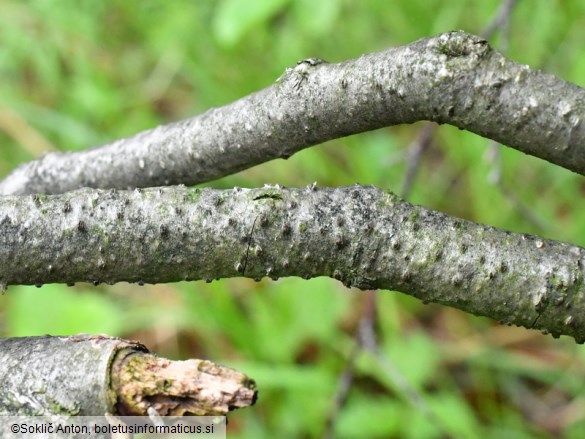 Coryneum lanciforme