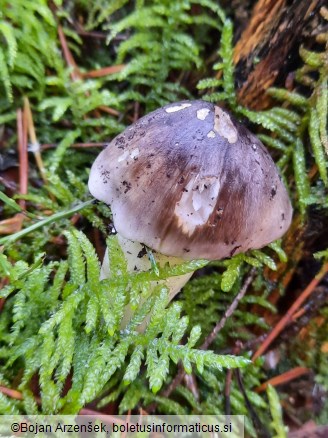 Tricholoma portentosum