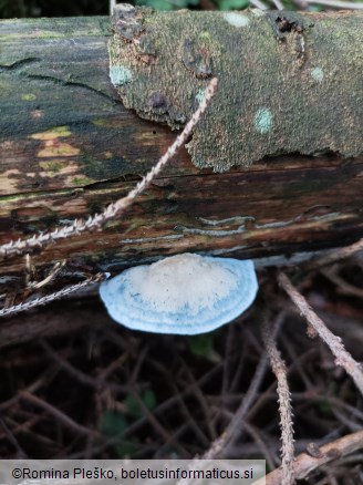 Postia caesia