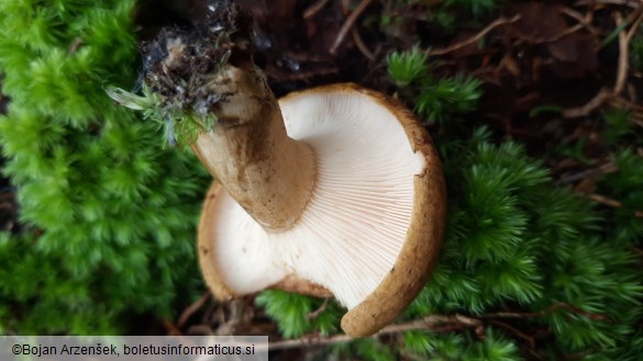 Lactarius turpis