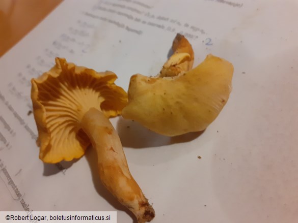 Cantharellus cibarius