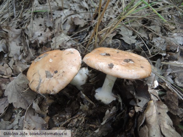 Leucocortinarius bulbiger