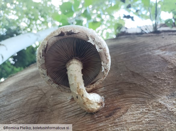 Hemipholiota populnea