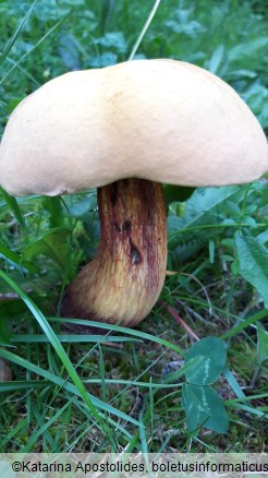 Suillellus luridus