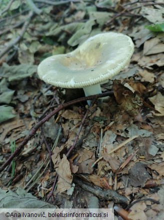 Russula aeruginea