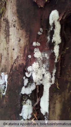 Ceratiomyxa fruticulosa