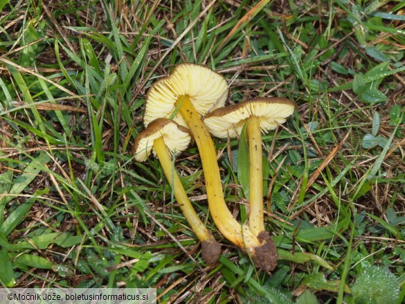 Hygrocybe spadicea