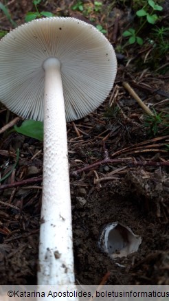 Amanita subalpina