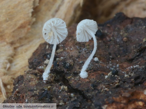 Mycena corynephora