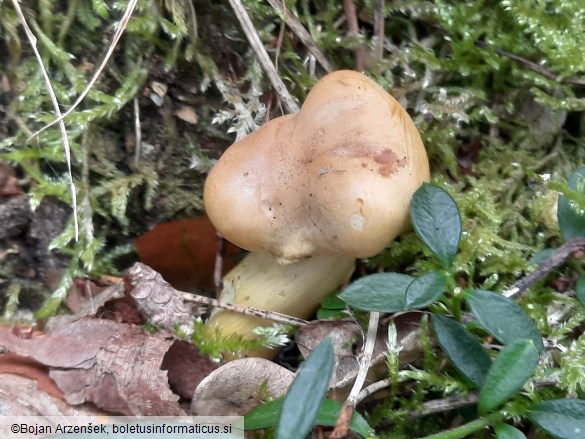 Tricholoma sulphureum