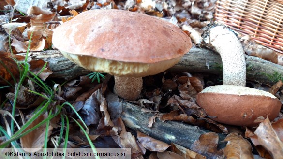 Leccinum quercinum