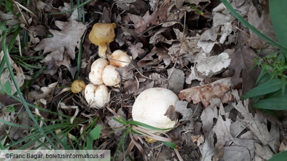 Pseudoboletus parasiticus