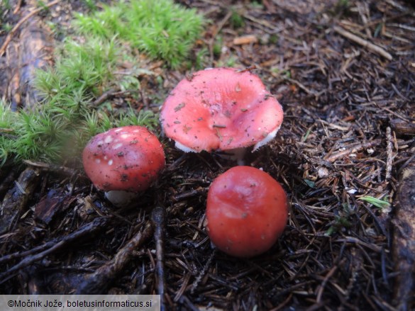 Russula hydrophila