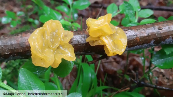 Tremella mesenterica