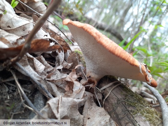 Polyporus tuberaster