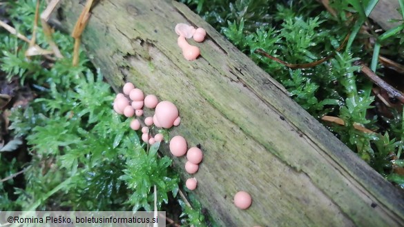 Lycogala epidendrum