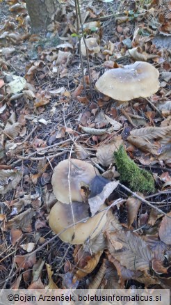 Clitocybe nebularis