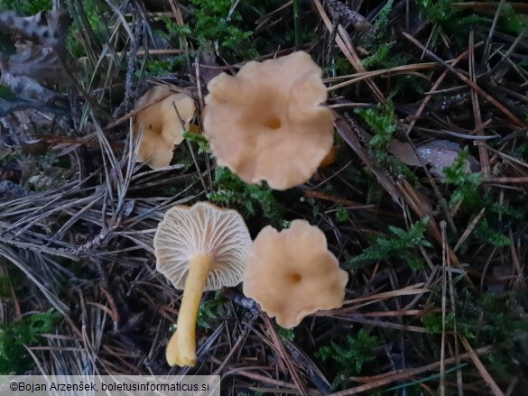 Cantharellus tubaeformis