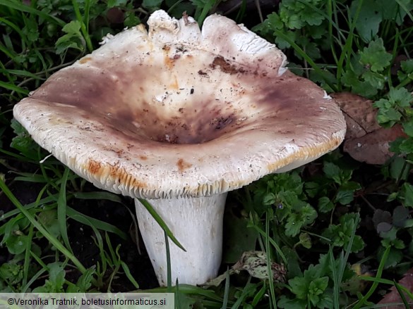 Russula pallidospora