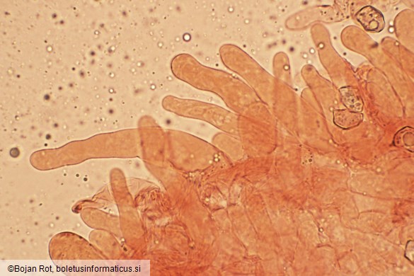 Entoloma violaceoserrulatum