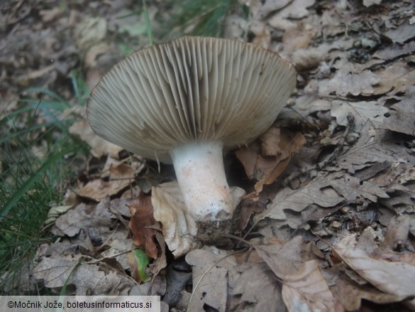 Russula nigricans