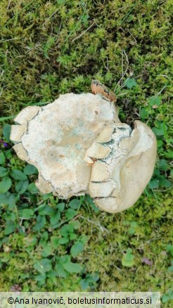 Lactarius deterrimus