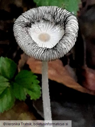 Coprinopsis lagopus