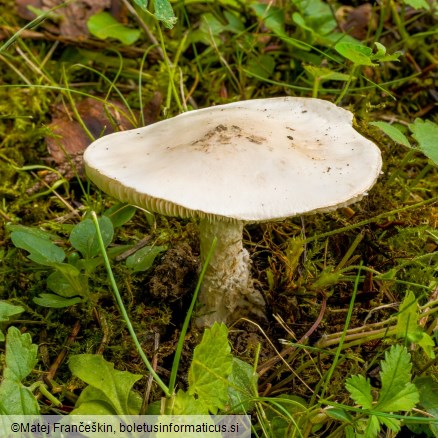 Amanita strobiliformis