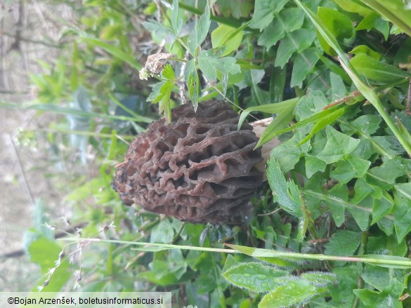 Morchella deliciosa