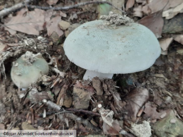 Russula virescens