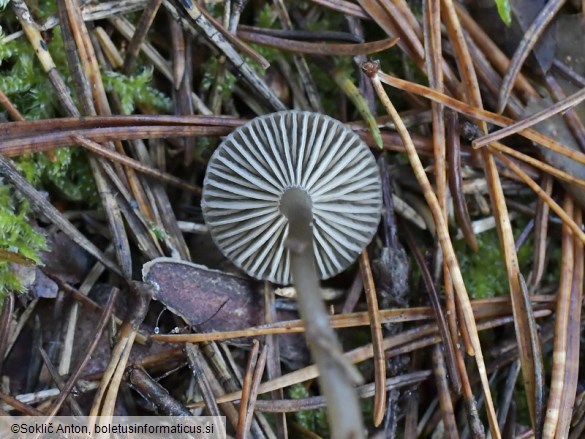 Omphaliaster asterosporus