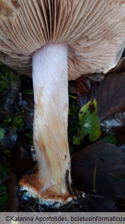 Cortinarius