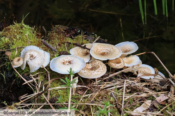 Lentinus tigrinus