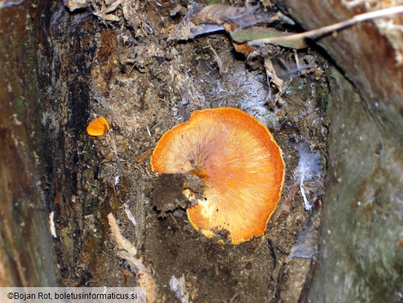 Hygrophoropsis aurantiaca