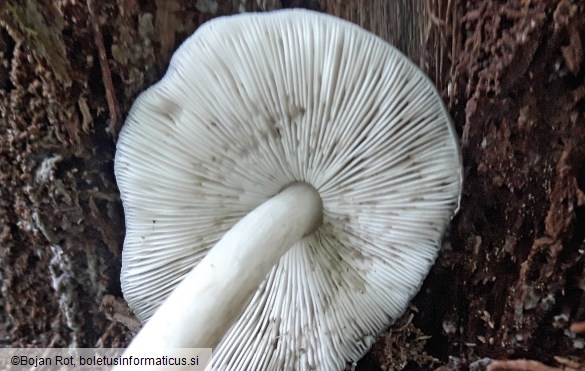 Pluteus salicinus