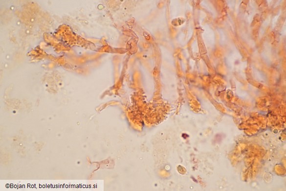 Mycena stylobates